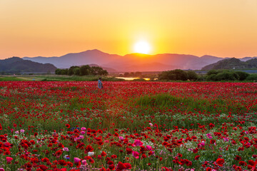 A view full of red poppies in a riverside field. Sunset view of Akyang bank in Haman-gun, South Gyeongsang Province, South Korea.