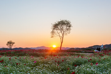 A view full of red poppies in a riverside field. Sunset view of Akyang bank in Haman-gun, South...