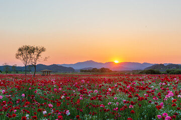 A view full of red poppies in a riverside field. Sunset view of Akyang bank in Haman-gun, South Gyeongsang Province, South Korea.