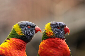 Coconut lorikeet, Australia, color full, parrot.  © Tobiasz