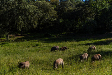Obraz premium Herd of Iberian pigs, Sus scrofa domestica, Sierra Morena, Sierra Norte de Sevilla, province of Seville, Andalusia