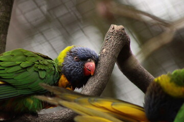 Coconut lorikeet, Australia, color full, parrot.  © Tobiasz