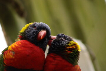 Coconut lorikeet, Australia, color full, parrot.  © Tobiasz