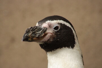 Portrait of Humboldt penguin, photography.