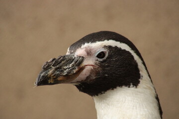 Portrait of Humboldt penguin, photography.