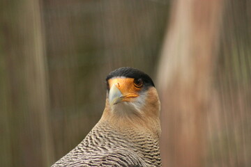 Crested caracara, Bird, America, South America
