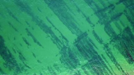 Drone view ocean surface showcasing intricate patterns of green algae in water.