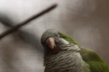 Monk parakeet, Zittau Zoo, Tierpark   © Tobiasz