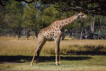 A giraffe in a nature reserve in Zimbabwe.