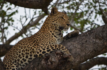 Leopard at Sabi Sabi game reserve, South Africa