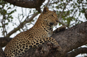 Leopard at Sabi Sabi game reserve, South Africa