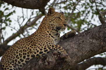 Leopard at Sabi Sabi game reserve, South Africa