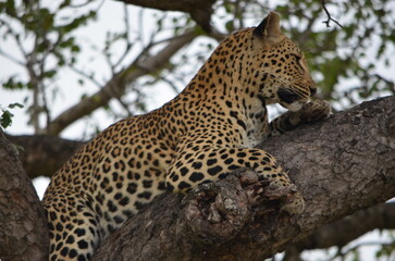 Leopard at Sabi Sabi game reserve, South Africa