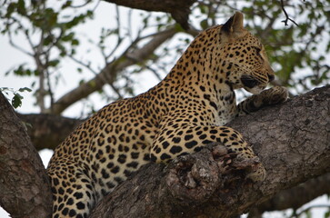 Leopard at Sabi Sabi game reserve, South Africa