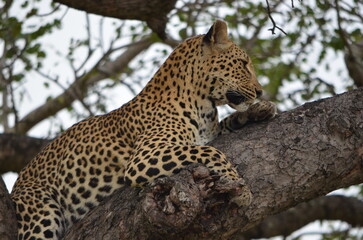 Naklejka premium Leopard at Sabi Sabi game reserve, South Africa