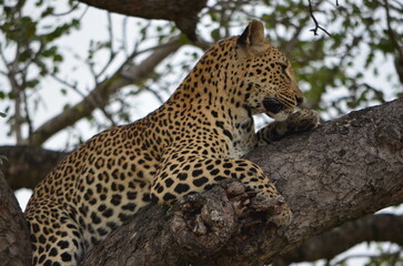 Leopard at Sabi Sabi game reserve, South Africa