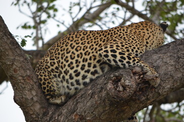 Leopard at Sabi Sabi game reserve, South Africa