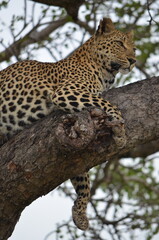 Leopard at Sabi Sabi game reserve, South Africa 