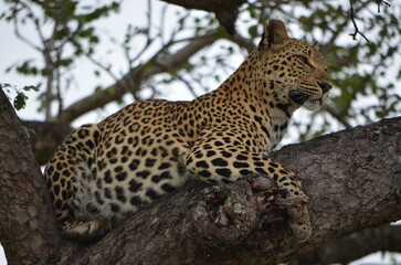 Leopard at Sabi Sabi game reserve, South Africa 