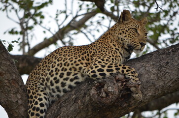 Leopard at Sabi Sabi game reserve, South Africa