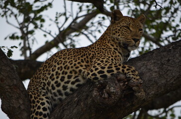 Leopard at Sabi Sabi game reserve, South Africa