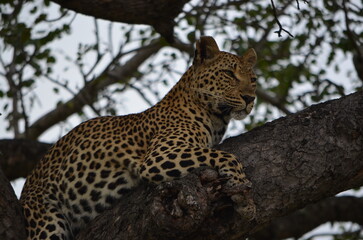 Leopard at Sabi Sabi game reserve, South Africa