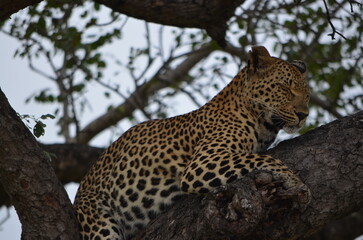 Leopard at Sabi Sabi game reserve, South Africa 