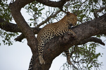 Leopard at Sabi Sabi game reserve, South Africa