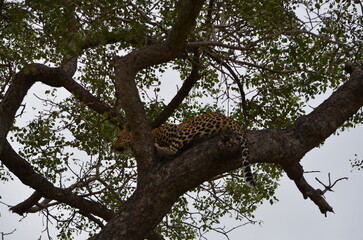 Leopard at Sabi Sabi game reserve, South Africa