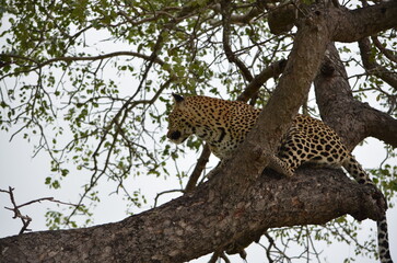 Leopard at Sabi Sabi game reserve, South Africa