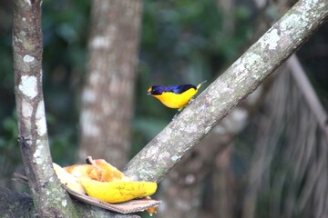 ave gaturamo verdadeiro - Euphonia violacea