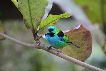 ave  saíra sete cores - Tangara seledon