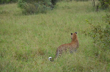 Leopard at Sabi Sabi game reserve, South Africa
