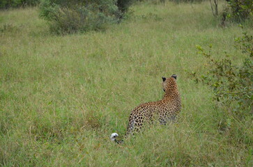 Leopard at Sabi Sabi game reserve, South Africa