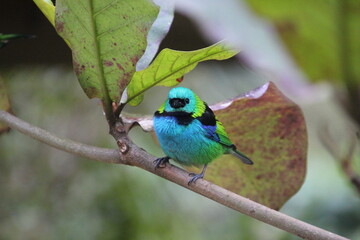 ave  saíra sete cores - Tangara seledon