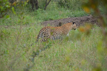 Leopard at Sabi Sabi game reserve, South Africa 