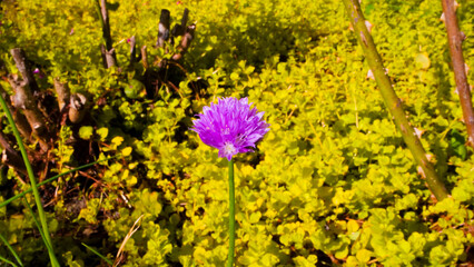 Chive Flower