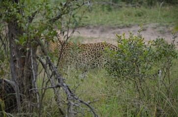 Leopard at Sabi Sabi game reserve, South Africa