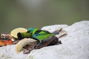 ave  saíra sete cores - Tangara seledon