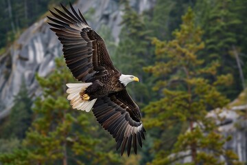 Fototapeta premium Adult bald eagle in flight against the background of forested mountains, Haliaeetus leucocephalus