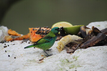 ave  saíra sete cores - Tangara seledon