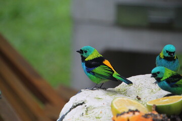 ave  saíra sete cores - Tangara seledon