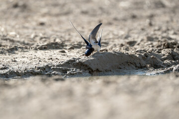 barn swallow in the sand wings