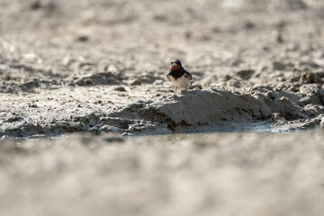 barn swallow in the sand wings