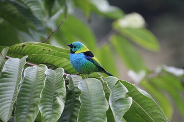 ave  saíra sete cores - Tangara seledon