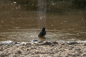 starling bird washing wash itself in the water