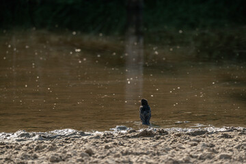 starling bird washing wash itself in the water