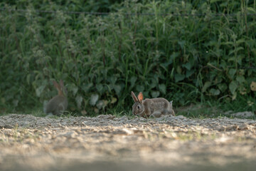 cute little bunny in the sand