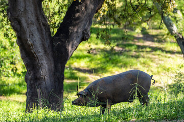 Herd of Iberian pigs, Sus scrofa domestica, Sierra Morena, Sierra Norte de Sevilla, province of...