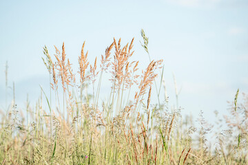 Fototapeta premium beautiful grass with blue background abstract nature close-up flowers